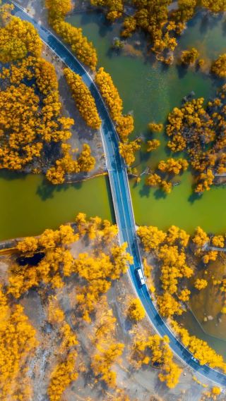 ป่า Populus euphratica ใน Ejina Banner | สวยงามเพียง 21 วันต่อปี โปรดเก็บคู่มือนี้ไว้ใกล้มือ!