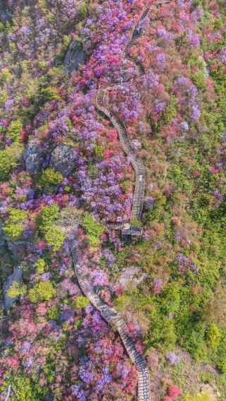 Wuhan 2h Direct Route Guide to Qicai Azalea Mountain