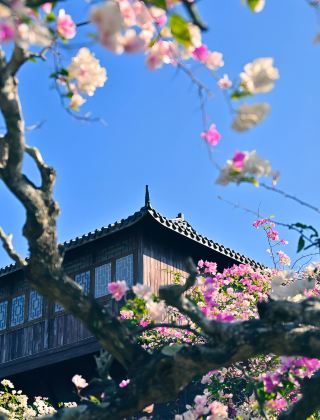 Spring Travel First Stop | Kunming Pink Flower Sea Photography Guide (Sunny Day Edition) When it comes to flower viewing, how can we miss Kunming! The Vienna International Hotel where I stayed this time was simply...