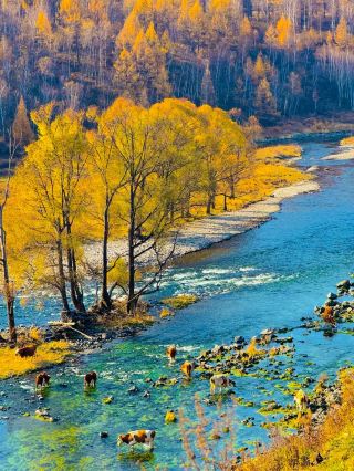 #easytravelpost
 Finally, I captured a real-life masterpiece at the Unfrozen River in Arxan! 🖼️

When morning mist rose from the water, rime frost coated the trees, and cattle slowly waded across the river — it felt surreal. It was like stepping into a winter oil painting.

📍 Where is it?
Inside Arxan National Forest Park, Inner Mongolia, about a 1-hour drive from the city. Thanks to underground geothermal heat, this river never freezes — even at -40°C. At dawn, mist rises from the water, making it the most magical sight on the snowy plain.

📸 Best Photo Spots

· River bend overlook: Head to the viewing platform for a sweeping view of the winding river wrapped in mist. Arrive 30 minutes before sunrise for the softest light.
· Riverside pasture: Walk downstream to where cattle often gather. Use a telephoto lens to compress the scene — cattle, frost, and mist all in one frame.
· Rime frost close-ups: Backlit branches along the river sparkle like crystal. Pair with rising mist for a fairy-tale shot.

🎨 How to Get That Oil-Painting Look

· Time: Within 1 hour after sunrise — thickest mist, softest light.
· Composition: Place cattle at a golden ratio point, let the river guide the eye, leave space for mist and distant mountains.
· Settings: Slightly underexpose to keep mist detail; cooler white balance for a serene mood.
· Editing: Lower contrast, lift shadows, add a soft glow — instant painting vibes.

🧣 Practical Tips

· Winter temps often drop below -30°C. Wear heavy down jacket, snow boots, windproof pants, gloves, and face mask.
· Self-driving? Use a 4WD with snow tires — some roads are deeply snowed.
· Misty mornings fog up lenses — bring a lens cloth.
· Protect the environment: don't trample frost vegetation or disturb the cattle.

Arxan's winter hides its gentlest colors in this unfrozen river. If you go, give it time — wait for the mist to clear, the cattle to come, and the light to be just right. 📷✨