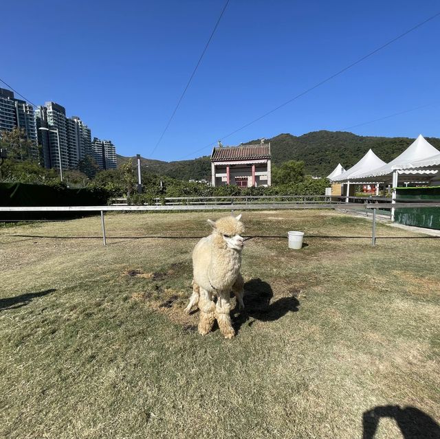 新年親親羊駝🦙羊咩咩🐑兔兔🐰❤️🍊