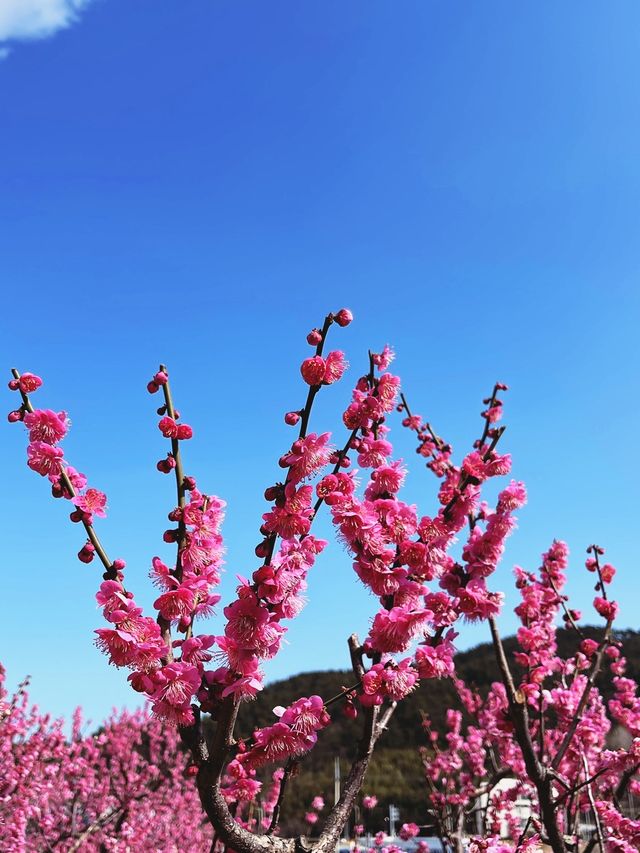 부산 기장 지금 꼭 가야할 매화성지 매화원🌸