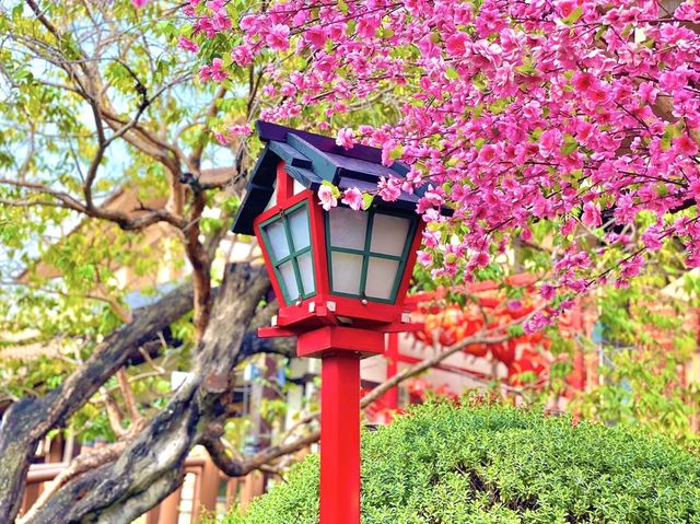 เทศกาลชมซากุระ ถ่ายรูปสวยสุดๆ