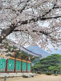 대구근교 벚꽃로드, 실시간 청도 벚꽃터널🌸
