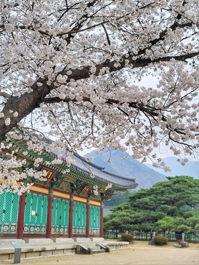 대구근교 벚꽃로드, 실시간 청도 벚꽃터널🌸