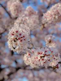 벚꽃비 내리는 강릉 경포호~ 🌸