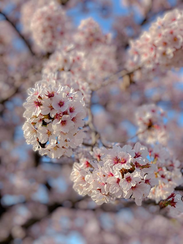 벚꽃비 내리는 강릉 경포호~ 🌸