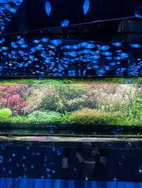 融合藝術與生物的新感覺水族館