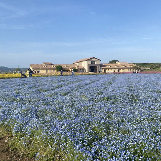 🚗今ならネモフィラが満開！無料で花畑を楽しめる【ソレイユの丘🌷】