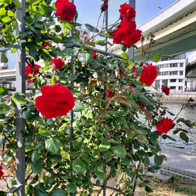 【大阪 中之島】満開のバラ園✨