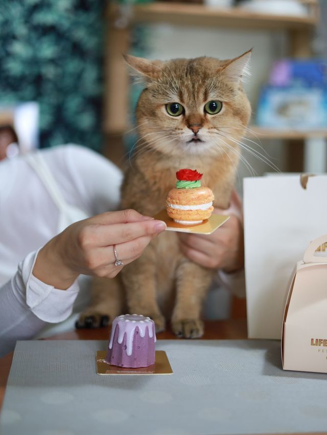 沙田休閒蛋糕店 + 寵物蛋糕