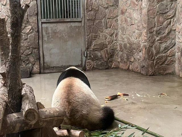 成都｜🐼｜充滿可愛的成都熊貓基地🐼