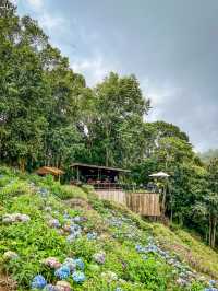 ยอดดอยม่อนแจ่ม coffee ⛰️☕️🪻🌿