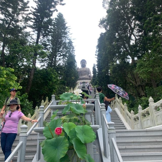 大佛終於有自己的蓮花園🤣