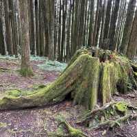阿里山 - 享受森林浴、淨化心靈
