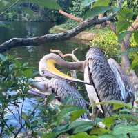 The Singapore Zoo Is An Animal Friendly Zoo