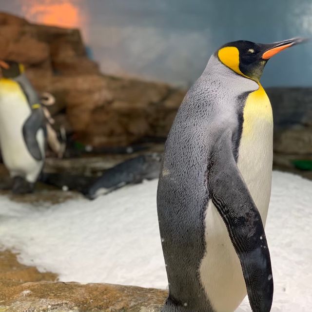桃園｜🐧💙可愛企鵝篇📍 Xpark