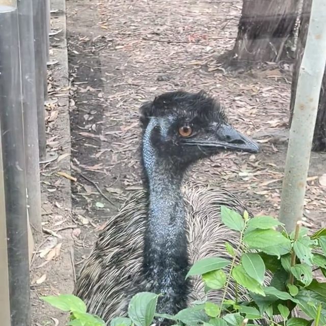 天王寺動物園：與萌物共度快樂時光！🦁🐼🌳