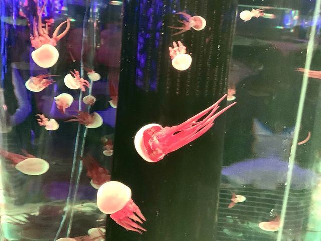 🪼有VR體驗嘅水族館😍