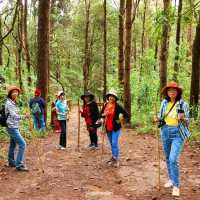 เส้นทางศึกษาธรรมชาติผาดอกเสี้ยว ดอยอินทนนทฺ์