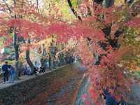 Autumn foliage at Fuji Kawaguchiko