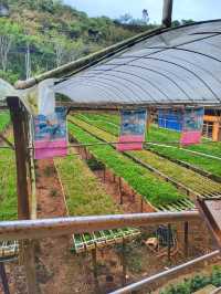 Water Cress Valley @ Cameron Highland 