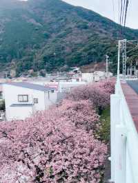 伊豆🇯🇵河津櫻· 最早的櫻花！🌸千萬不能錯過！