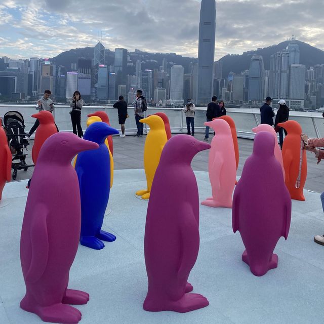 尖沙咀 萌呆企鵝小隊