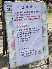 부산 기장 지금 꼭 가야할 매화성지 매화원🌸