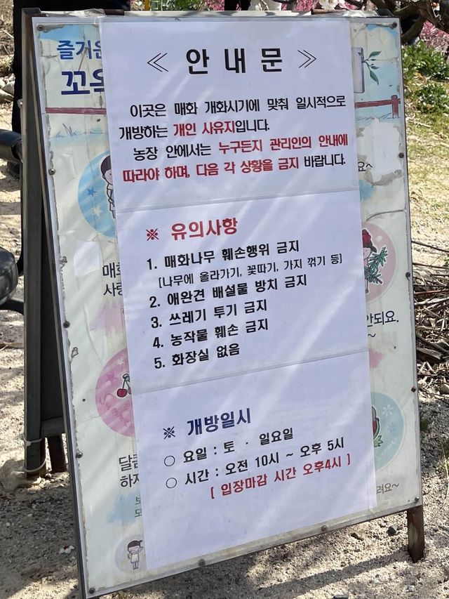 부산 기장 지금 꼭 가야할 매화성지 매화원🌸