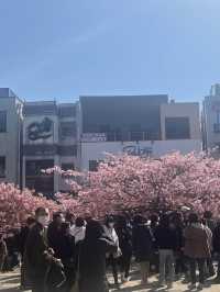 【三浦海岸】海と河津桜