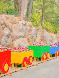 튤립 축제가 열리고 있는, 제주 상효원🌷