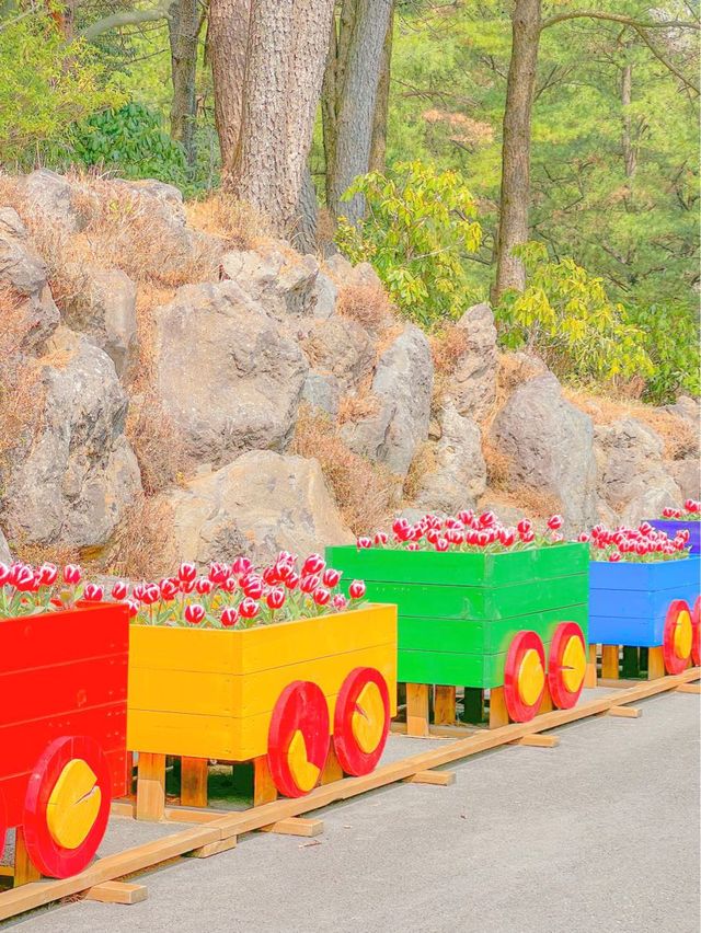 튤립 축제가 열리고 있는, 제주 상효원🌷