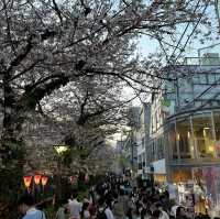 【東京】中目黒の桜並木