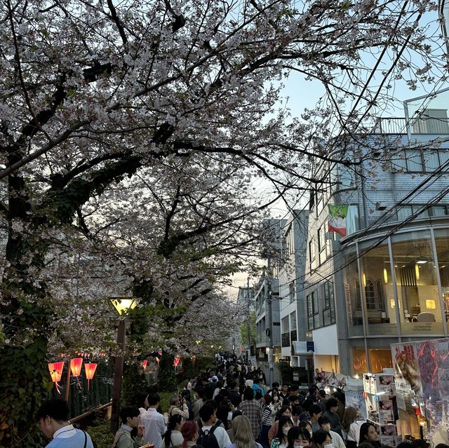 【東京】中目黒の桜並木