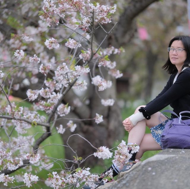 Unseen Sakura viewing spot in Yokkaichi