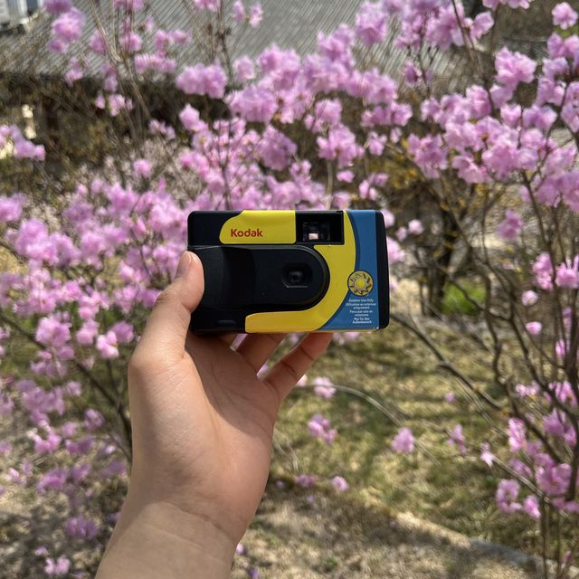 봄에는 창경궁💗 홍매화 보러 오세요🌸