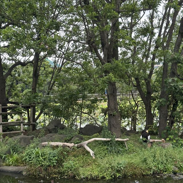 動物 全部都係動物嘅上野動物園😂