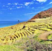 白米千枚田