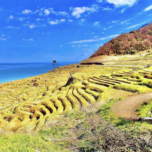 白米千枚田