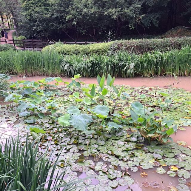 韓國景點📸峨嵯山生態公園😊親親大自然體驗日🌤