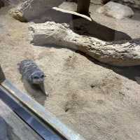 大邱の新世界デパートに水族館！？