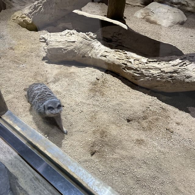 大邱の新世界デパートに水族館！？