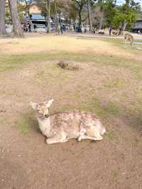 특별한 일본여행을 즐길 수 있는 사슴공원🦌