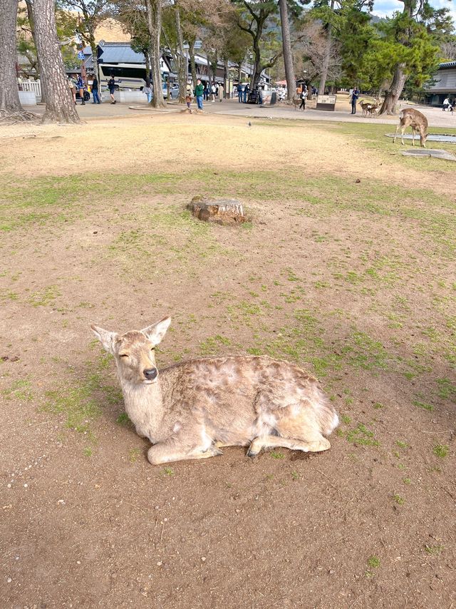 특별한 일본여행을 즐길 수 있는 사슴공원🦌