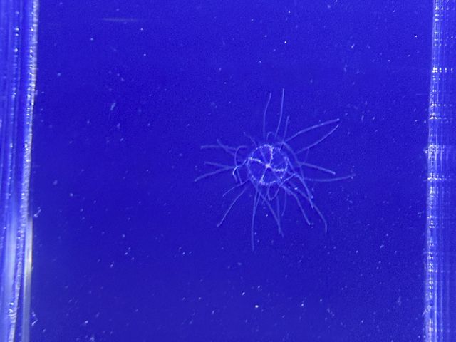 【山形】日本一のクラゲ水族館