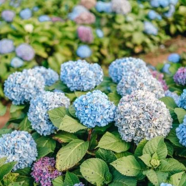 🌷ไฮเดรนเยียซัง เชียงราย 𝐻𝓎𝒹𝓇𝒶𝓃𝑔𝑒𝒶 𝓈𝒶𝓃
