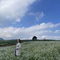 White canola flower fields
