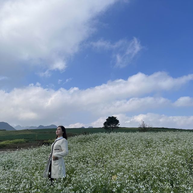 White canola flower fields