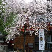 賞櫻 賞景 賞文化 東京近郊秩父神社